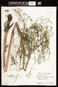 Cicuta bulbifera image