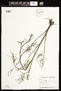 Cicuta bulbifera image