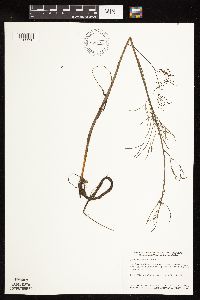 Cicuta bulbifera image