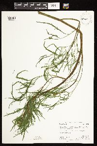 Cicuta bulbifera image
