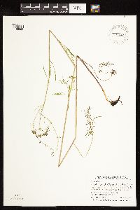 Cicuta bulbifera image