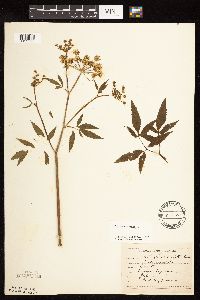 Cicuta maculata image