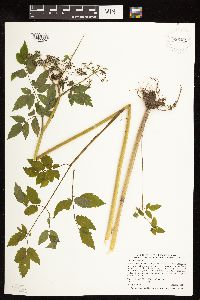 Cicuta maculata image