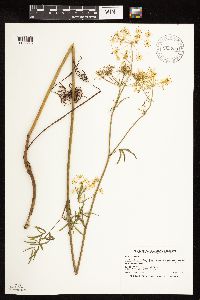 Cicuta maculata image