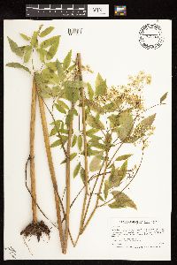 Cicuta maculata image