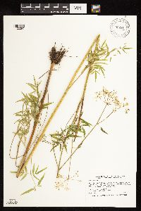 Cicuta maculata image