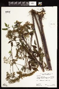 Cicuta maculata image