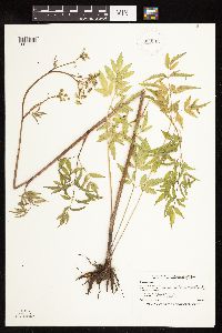 Cicuta maculata image