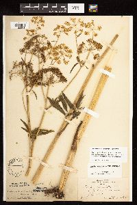 Media resource of Cicuta maculata