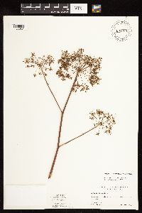 Cicuta maculata var. maculata image
