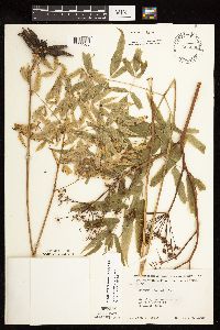 Cicuta maculata var. maculata image