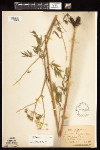 Cicuta maculata var. maculata image