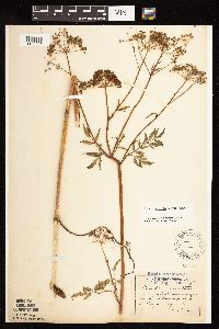 Cicuta maculata var. maculata image