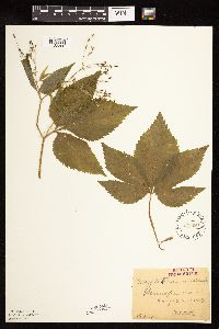 Cryptotaenia canadensis image