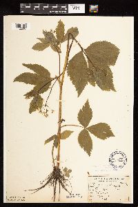 Cryptotaenia canadensis image