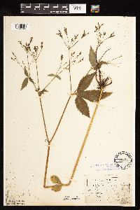 Cryptotaenia canadensis image