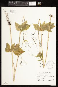 Cryptotaenia canadensis image