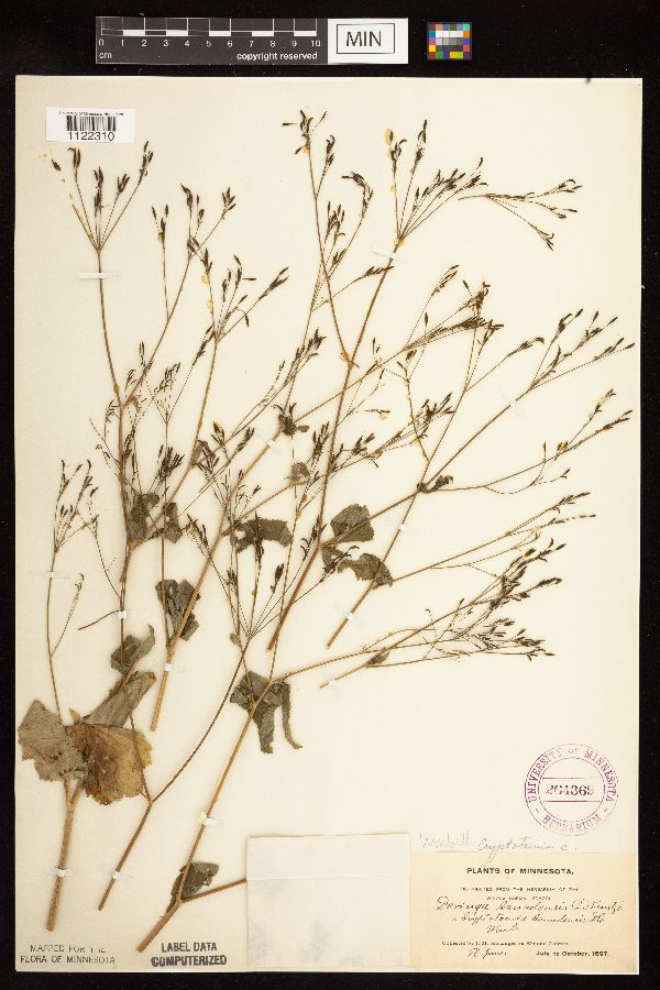 Cryptotaenia canadensis image