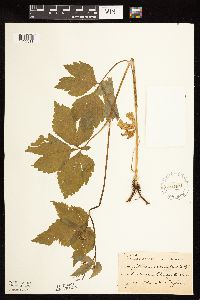 Cryptotaenia canadensis image