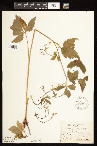 Cryptotaenia canadensis image