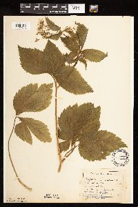 Cryptotaenia canadensis image