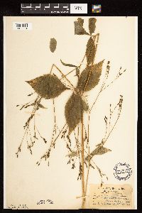 Cryptotaenia canadensis image