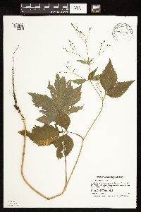 Cryptotaenia canadensis image