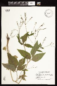 Cryptotaenia canadensis image