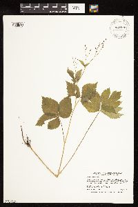 Cryptotaenia canadensis image