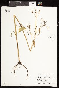 Cryptotaenia canadensis image