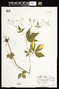 Cryptotaenia canadensis image