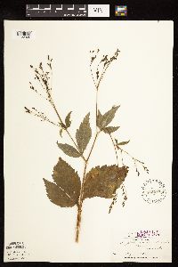 Cryptotaenia canadensis image