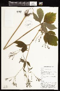 Cryptotaenia canadensis image