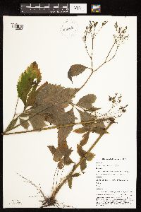 Cryptotaenia canadensis image