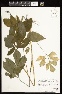 Cryptotaenia canadensis image