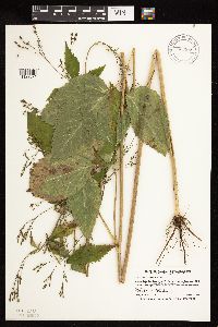 Cryptotaenia canadensis image