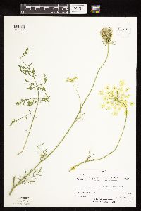 Daucus carota image