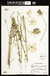 Daucus carota image