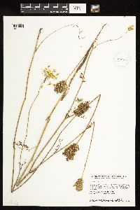 Daucus carota image