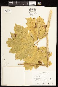 Image Associated With the Occurrence