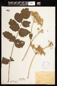 Pastinaca sativa image