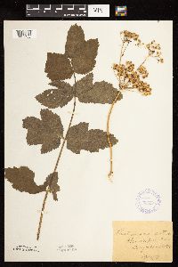 Pastinaca sativa image