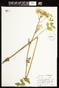 Pastinaca sativa image