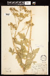 Pastinaca sativa image