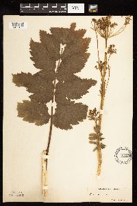 Pastinaca sativa image