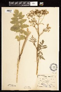 Pastinaca sativa image