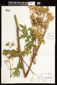 Pastinaca sativa image