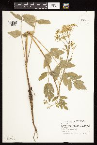 Pastinaca sativa image