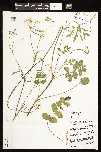 Pimpinella saxifraga image