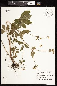 Sanicula canadensis image